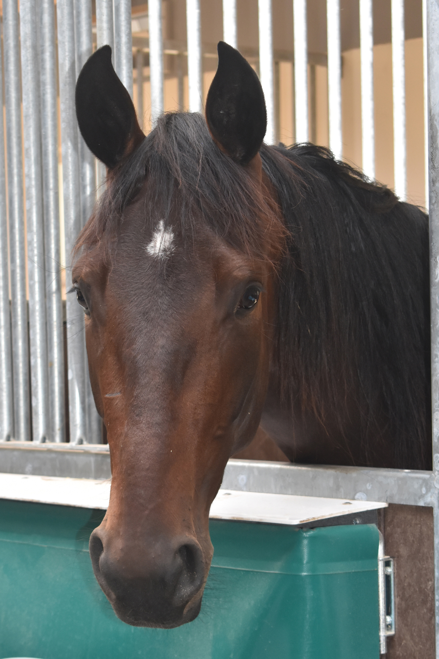 Den bedårande, Adorable Lady. Foto; A.Lindblom